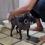 노영식 - YouTube 노영식