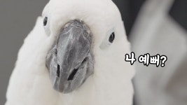 네이버 인플루언서 [네이버 인플루언서] 태공도사의 앵무새수명