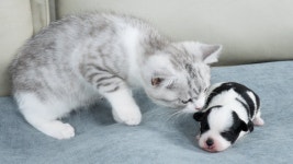 ★★★★★아가냥♡아가댕(★★★★★/♥+♥+♥+♥+♥+) - 냥이 모음 미니 갤러리