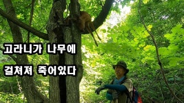 표범나타난거같다는데 표범도 ooo먹냐? - 야옹이 갤러리