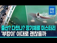 상어 '부캉이' 장기체류 조짐…추석 연휴 후 외해 유도 검토(종합) | 연합뉴스