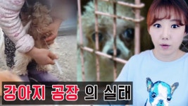 낙태  강아지공장의 실태?!! ㅣ금요사건파일ㅣ디바제시카 | Doovi [금사파]#1 강제임신.낙태  강아지공장의 실태?!! ㅣ금요사건파일ㅣ디바제시카