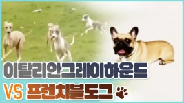 이탈리안 그레이 하운드 vs 프렌치 불도그_펫닥터스 시즌2, 6회 | Doovi 이탈리안 그레이 하운드 vs 프렌치 불도그_펫닥터스 시즌2, 6회