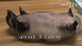 우리 오소리 귀엽죠 - 점퍼 갤러리