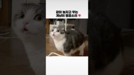 네이버 인플루언서 [네이버 인플루언서] 고양이가 놀자~!!고 우는소리 #고양이