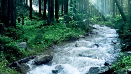 Ocean - Loud Forest | Shazam Ocean - Loud Forest