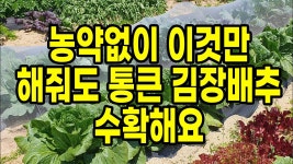 네이버 인플루언서 [네이버 인플루언서] 농약없이 이것만 해줘도 통큰 김장배추 수확해요