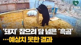 돼지 - 버츄얼 버츄얼 미니 갤러리