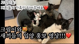 까망베르 실버쿠키 TV 유튜브 채널 분석 보고서 - NoxInfluencer