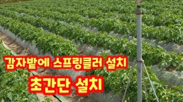 네이버 인플루언서 [네이버 인플루언서] 감자밭 스프링클러 설치 괴산감자 수미감자 감물감자 충북 괴산 풀뿌리농장 [감자북주기]