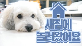 [단꼬TV]새로 이사 온 집에 단추&꼬맹이가 놀러왔어요♥ | Doovi [단꼬TV]새로 이사 온 집에 단추&꼬맹이가 놀러왔어요♥