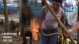 우리개는 사우나 좋아하는 듯 - 멍멍이 갤러리