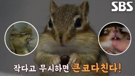 TV 동물농장 - 발바닥 마이너 갤러리