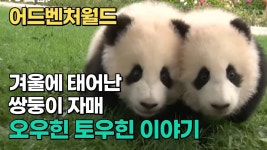 능국 쌍둥이 곰순이 - 곰탱이 미니 갤러리