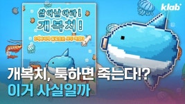 개복치 깃발 ㅋㅋㅋ - 윤하 갤러리