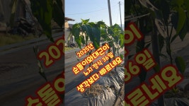 인플루언서 [네이버 인플루언서] 괴산청결고추 노지 정식 36일 순돌이와대근이 만생종 생육상태 청정괴산 자연울림 충북 괴산 풀뿌리농장 #shorts