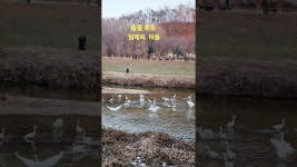 네이버 인플루언서 [네이버 인플루언서] 신기한 백로떼 #남양주여행 #경기도여행 #걷기좋은길 #경기도걷기좋은길 #경기도산책로 #남양주용암천... 