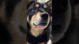 주인을 위해 뱀을 때려잡은 진돗개가 자랑스러운 아빠의 본격 자식자랑 썰… #shortvideo #강아지 #네눈박이 #진돗개 #용맹한진돗개 #멍빨 