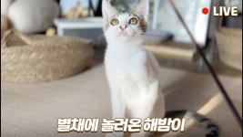 네이버 인플루언서 [네이버 인플루언서] 🔴별채라이브 | 해밤이랑 별채에 놀러왔어요 🤗