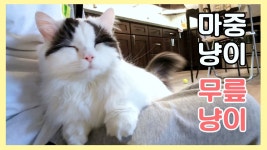 마중나오는 고양이 - 엄마가 여행간 첫 날 아빠가 퇴근하니 생긴 일 | Doovi 마중나오는 고양이 - 엄마가 여행간 첫 날 아빠가 퇴근하니 생긴 일