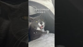 네이버 인플루언서 [네이버 인플루언서] 고양이 다섯마리와 이사하기ㅠㅠ