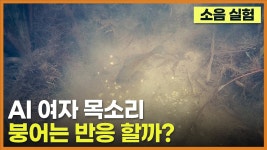 네이버 인플루언서 [네이버 인플루언서] 사람 목소리 (AI 음성) - 붕어는 반응 할까? / 소음 실험 1편 (낮 시간대)