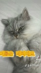 모여봐요고양이카페 - YouTube
