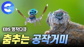 공작거미 구애의 춤 - 이론 마이너 갤러리 공작거미 구애의 춤  - 이론 마이너 갤러리