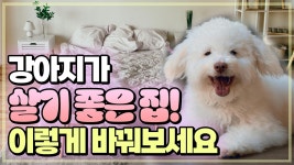 네이버 인플루언서 [네이버 인플루언서] 강아지를 위한 안전하고 편안한 실내환경 꾸미는 방법.