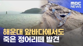 우려가 현실로,,부산 해운대 폐사한 정어리떼 밀려와 - 기타 국내 드라마 갤러리