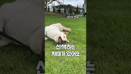네이버 인플루언서 [네이버 인플루언서] 이미 핫한! 대형견도 환영하는 펫프렌들리 카페 #우유창고 #애견동반카페 #보령애견동반카페 #보령애견동반