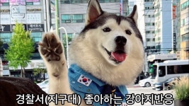 지구좋아하는강아지머임,,,, - 점퍼 갤러리