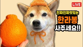 네이버 인플루언서 [네이버 인플루언서] 곰이가 고른 진짜 맛있는 서귀포 한라봉 사주세요