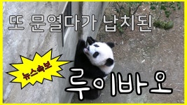 루이 문열기 비하인드 영상 떴는데 ㅋㅋㅋ - 바오패밀리 마이너 갤러리