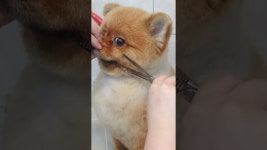 페스츄리 펫살롱 PETs TREE - YouTube