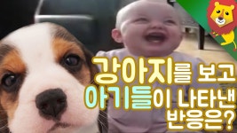 [힐링영상]귀여운 강아지를 보고 아기들이 나타낸 반응은? | Doovi [힐링영상]귀여운 강아지를 보고 아기들이 나타낸 반응은?