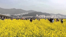 대저생태공원 유채꽃 (부산 낙동강 유채꽃 축제) | Doovi 대저생태공원 유채꽃 (부산 낙동강 유채꽃 축제)