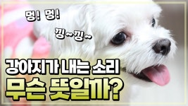 네이버 인플루언서 [네이버 인플루언서] 멍멍멍 무슨 뜻일까? 강아지 소리 언어의 의미.