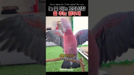 네이버 인플루언서 [네이버 인플루언서] 꼬마 선장 보고 따라추는 앵무새 #꼬마선장#shorts