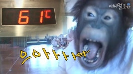 찜질방에 간 오랑이 - 투자실패 마이너 갤러리