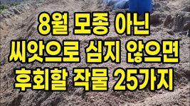 네이버 인플루언서 [네이버 인플루언서] 8월 모종아닌 씨앗으로 심지 않으면 후회할 작물 25가지