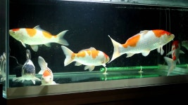 유리수조 비단잉어 | Doovi 유리수조 비단잉어