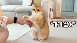 네이버 인플루언서 [네이버 인플루언서] 병원 가는 걸 눈치챈 고양이의 반응