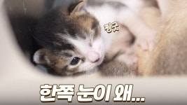 네이버 인플루언서 [네이버 인플루언서] 바다에서는 상상도 못했을 막내 고양이의 달달한 낮잠 시간
