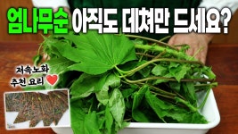 네이버 인플루언서 [네이버 인플루언서] 봄 요리추천 저속노화 식단 어렵지 않아요! 엄나무순전, 엄나무순요리