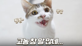 네이버 인플루언서 [네이버 인플루언서] 금쪽이 아기 고양이가 말도 많아져서 큰일이에요
