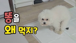 네이버 인플루언서 [네이버 인플루언서] 강아지 식분증 원인과 해결방법 (똥 먹는 강아지)