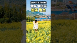 네이버 인플루언서 [네이버 인플루언서] 경남 역대급 봄꽃여행지 여깁니다 (유채꽃 명소, 청룡사 겹벚꽃, 사천아이 관람차와 회전목마) 사천... 