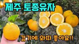 네이버 인플루언서 [네이버 인플루언서] 제주토종유자 댕유자 유자청/차로 만들어 드세요. #댕유자 #제주유자