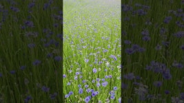 네이버 인플루언서 [네이버 인플루언서] 한강의 반영이 펼쳐지는 삼패지구 수레국화밭 ㅣ Spring Blue Flowers Field in Korea